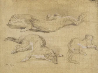 Furetti